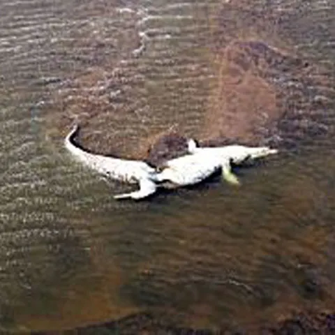 O infecţie a provocat moartea a 170 de crocodili din parcul Kruger