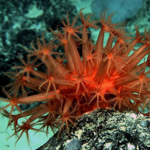 Creaturi marine "bizare" au fost descoperite în Australia