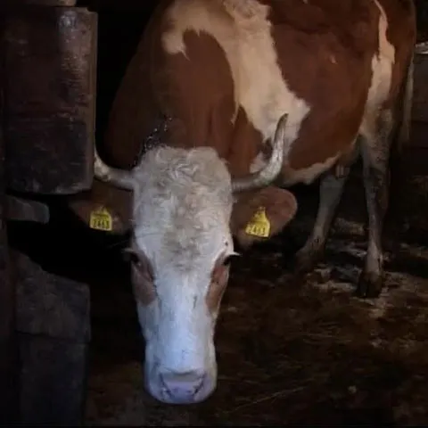 Bomba, motiv de dispută în familia lui Emil Boc - VEZI VIDEO