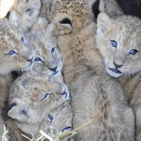 Nouă pui de leu, vedetele unei grădini zoologice din Germania