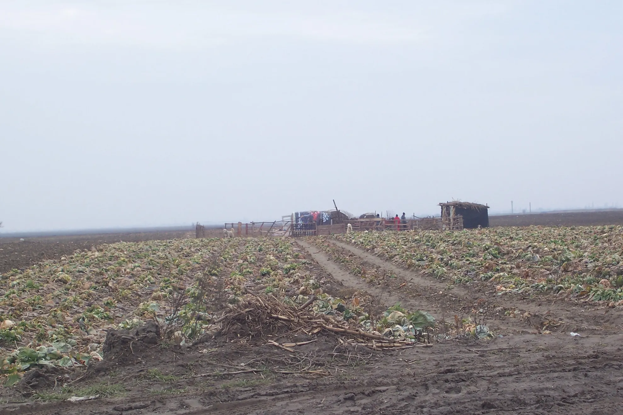 Slobozia - varză stricată la porţile românilor