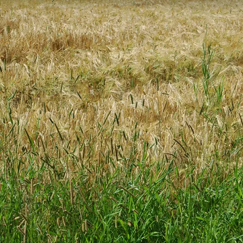 Fermierii ar putea cultiva doar plantele care reflectă radiaţia solară