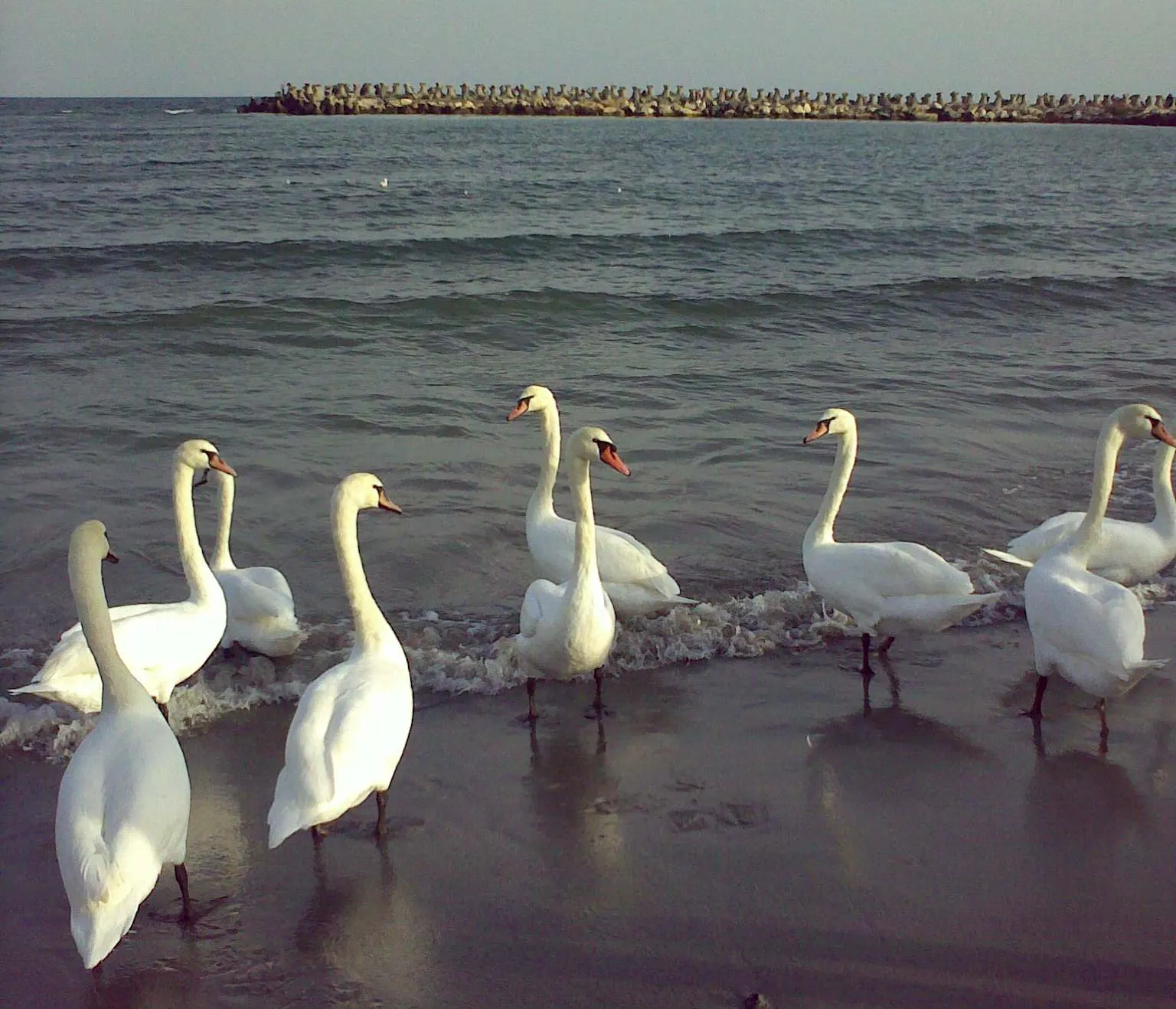 Lebede pe malul mării, la Mangalia