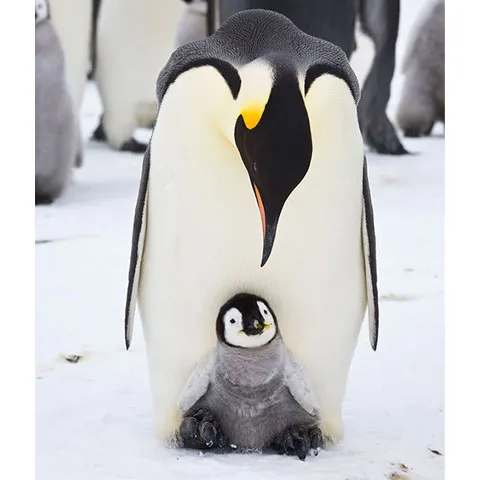Pinguinii imperiali ar putea dispărea până în 2100