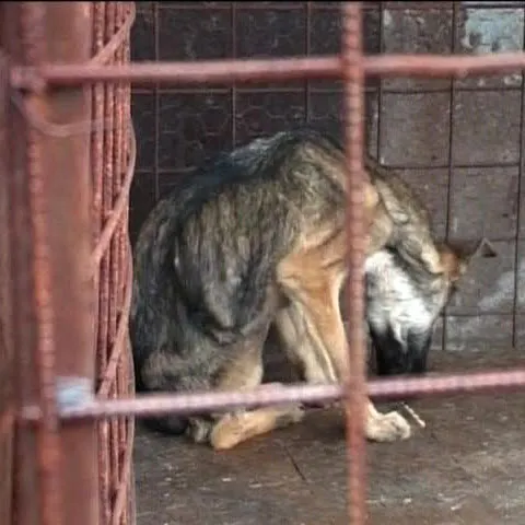 Câinii din adăpostul din Focşani gem de dureri şi mor de foame din cauza crizei economice