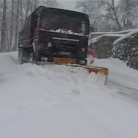 Ninge abundent în nordul Moldovei şi local în Bărăgan 