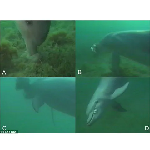 Delfinii sunt cei mai buni bucătari de sushi din oceane