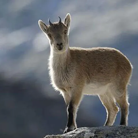 Cercetătorii spanioli au clonat o capră dintr-o specie dispărută