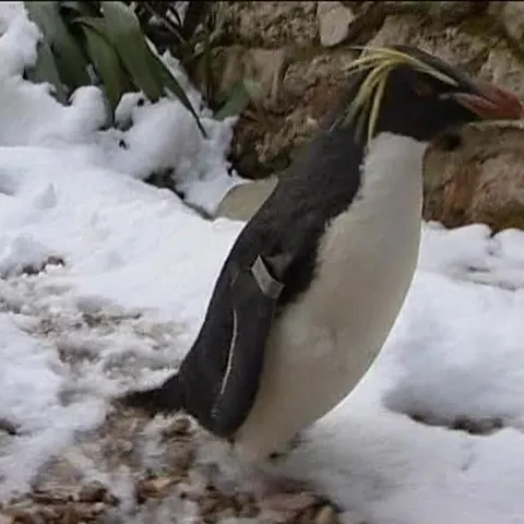 Pinguinii şi maimuţele de la grădina zoologică din Londra s-au bucurat cel mai mult de ninsoare