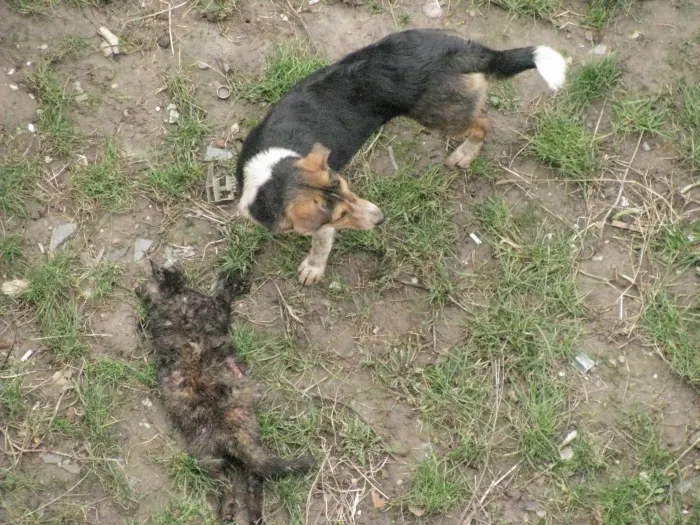 O haită de câini a sfâşiat o pisică - ATENŢIE IMAGINI ŞOCANTE!