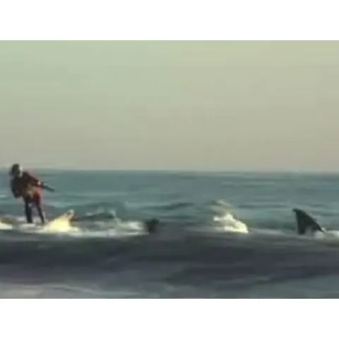 Un surfer s-a plimbat cu rechinul