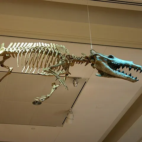 Balenele primitive năşteau pe uscat