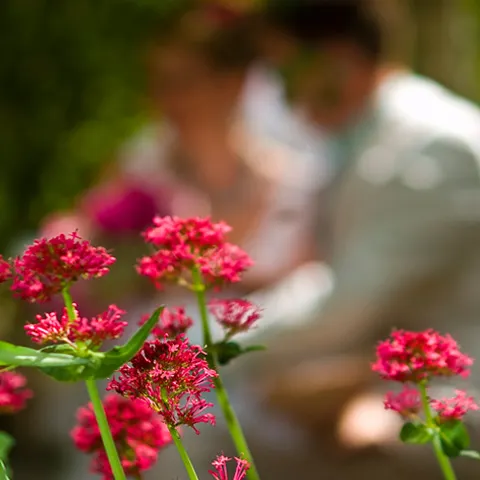 Horoscopul floral
