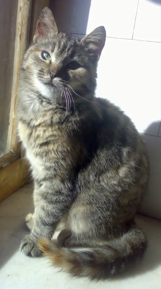 O pisicuţă pufoasă vrea să fie adoptată