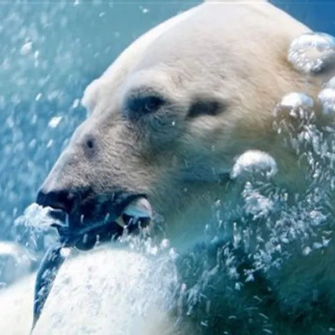 Pescuitul comercial a fost oprit în unele zone din Arctica