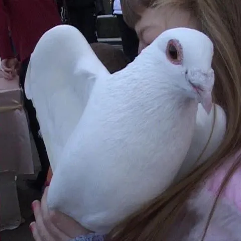 Şcoala din Sânmartin, jud. Bihor, găzduieşte o expoziţie de porumbei