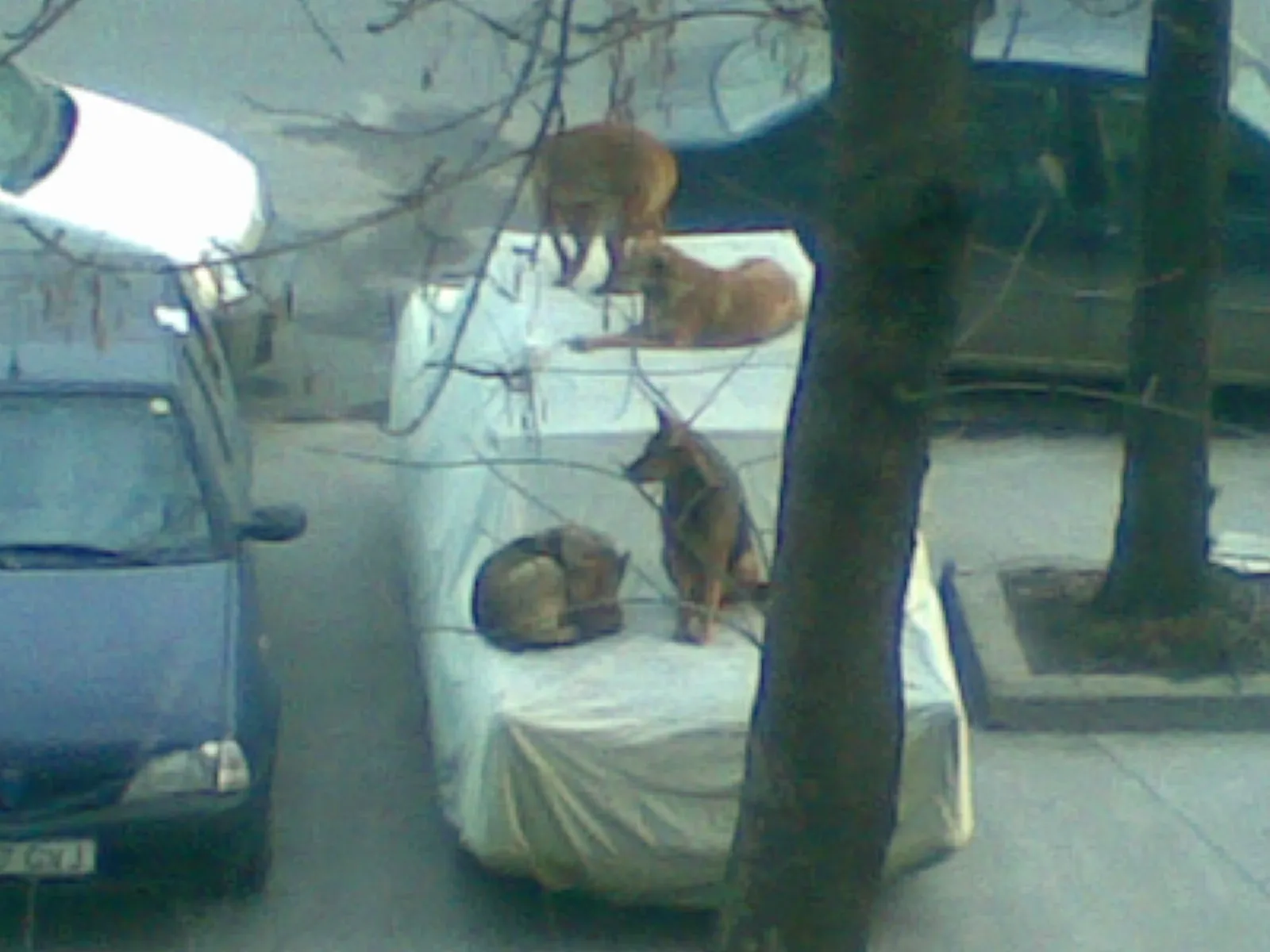 Maidanezi urcaţi pe maşină