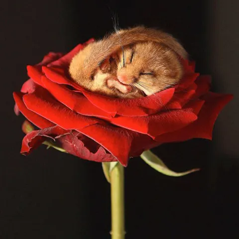 Şoricelul-alunar Dreamy se odihneşte în petalele unui trandafir