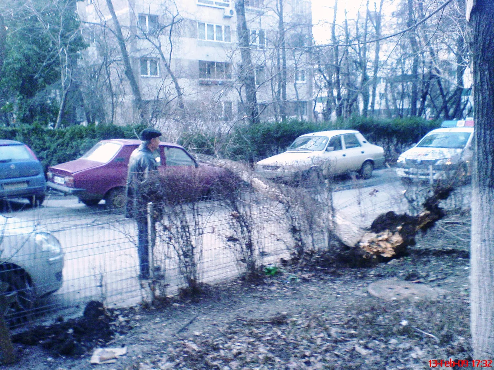 Copaci putrezi care cad pe maşinile oamenilor