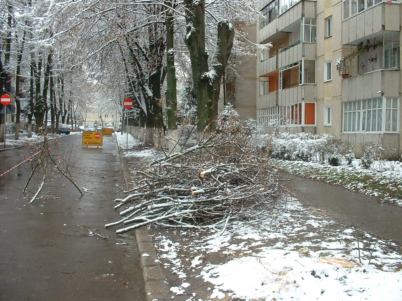 Autorităţile taie pădurile pentru a amenaja parcări auto