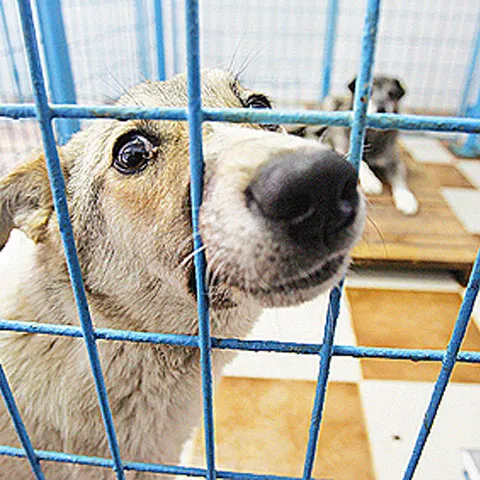 Primăria Iaşi va investi 1,5 milioane de euro într-un adăpost de animale