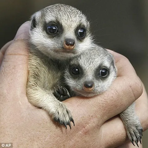 Doi pui de suricată şi-au făcut debutul la Grădina Zoologică din Sydney - GALERIE FOTO
