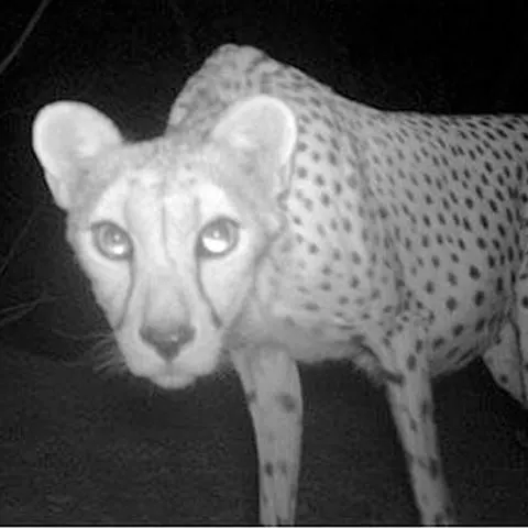 Un ghepard foarte rar a fost surprins în Sahara - VEZI FOTO