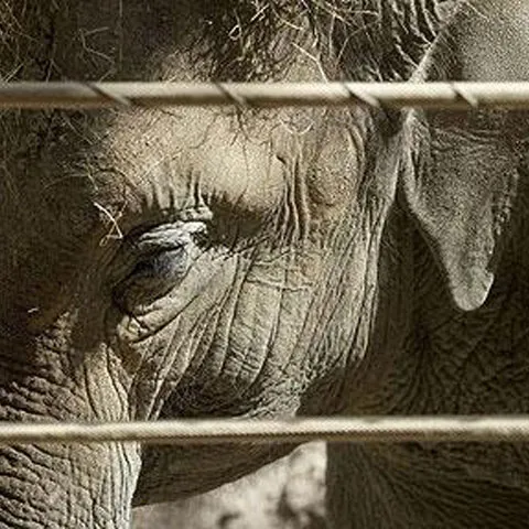 Elefanţii de la zoo, deprimaţi din cauza singurătăţii