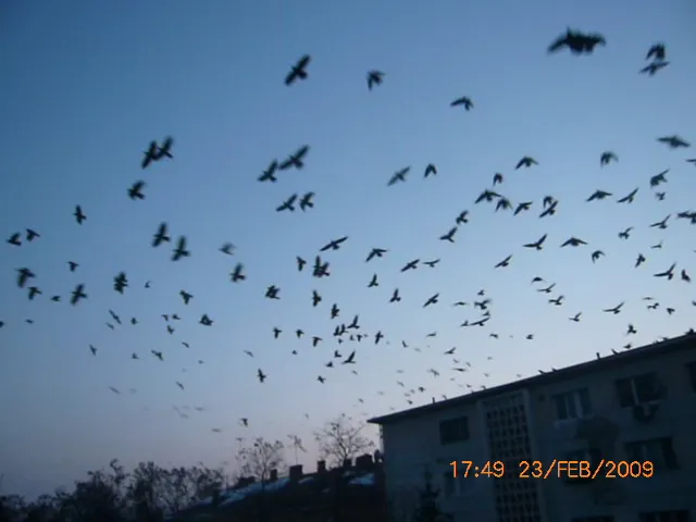 Ciorile oraşului Bacău