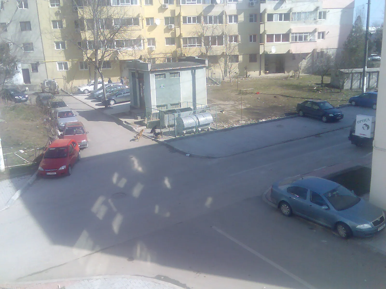 Câinii maidanezi din Buftea