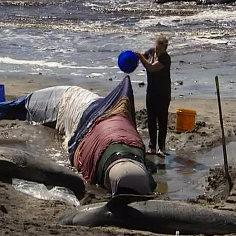 60 de balene şi delfini au eşuat pe o plajă din Australia