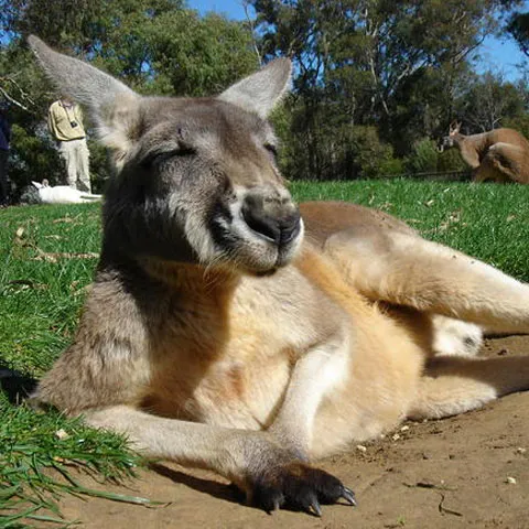 O familie din Australia s-a trezit cu un cangur în pat, în toiul nopţii