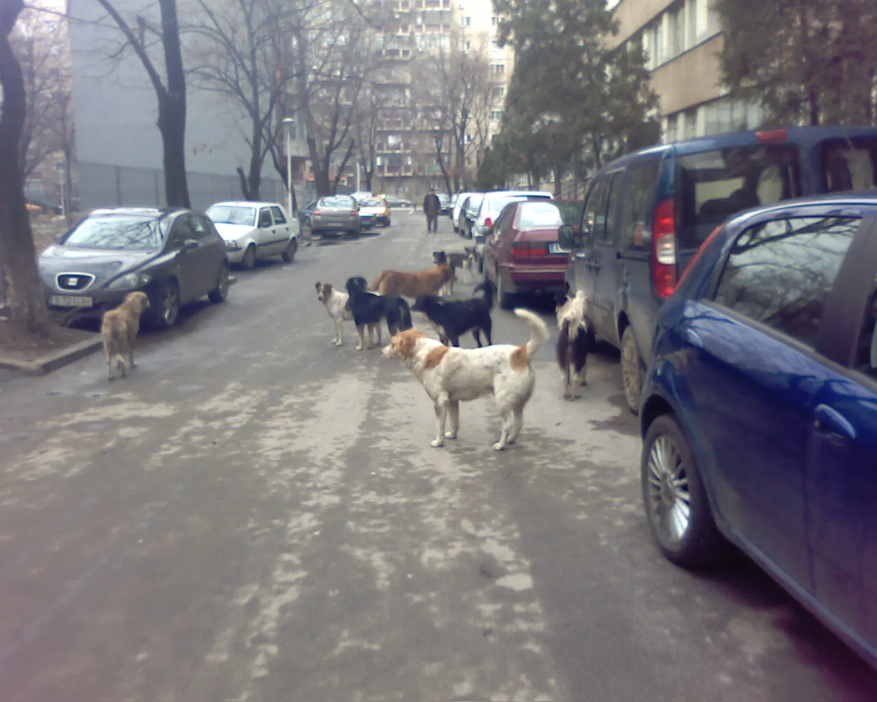 Maidanezii din sectorul 6
