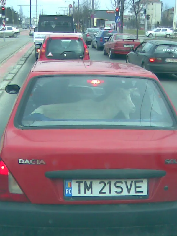 Cu capra la plimbare prin Timişoara