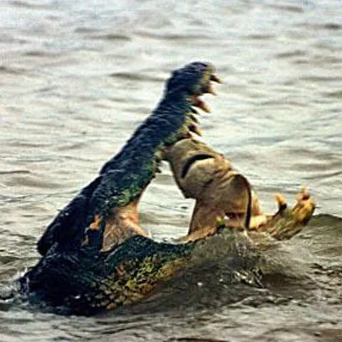 Un crocodil a devorat un rechin, într-o luptă subacvatică - FOTO