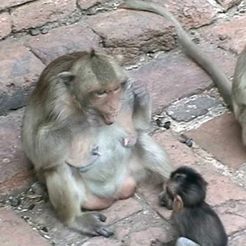 Macacii din Thailanda îşi educă puii să se spele pe dinţi
