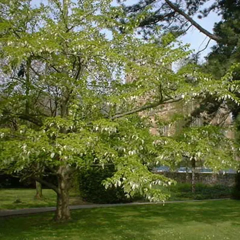 Comisarii Gărzii de Mediu şi liceeni au plantat 800 de copaci în Bucureşti