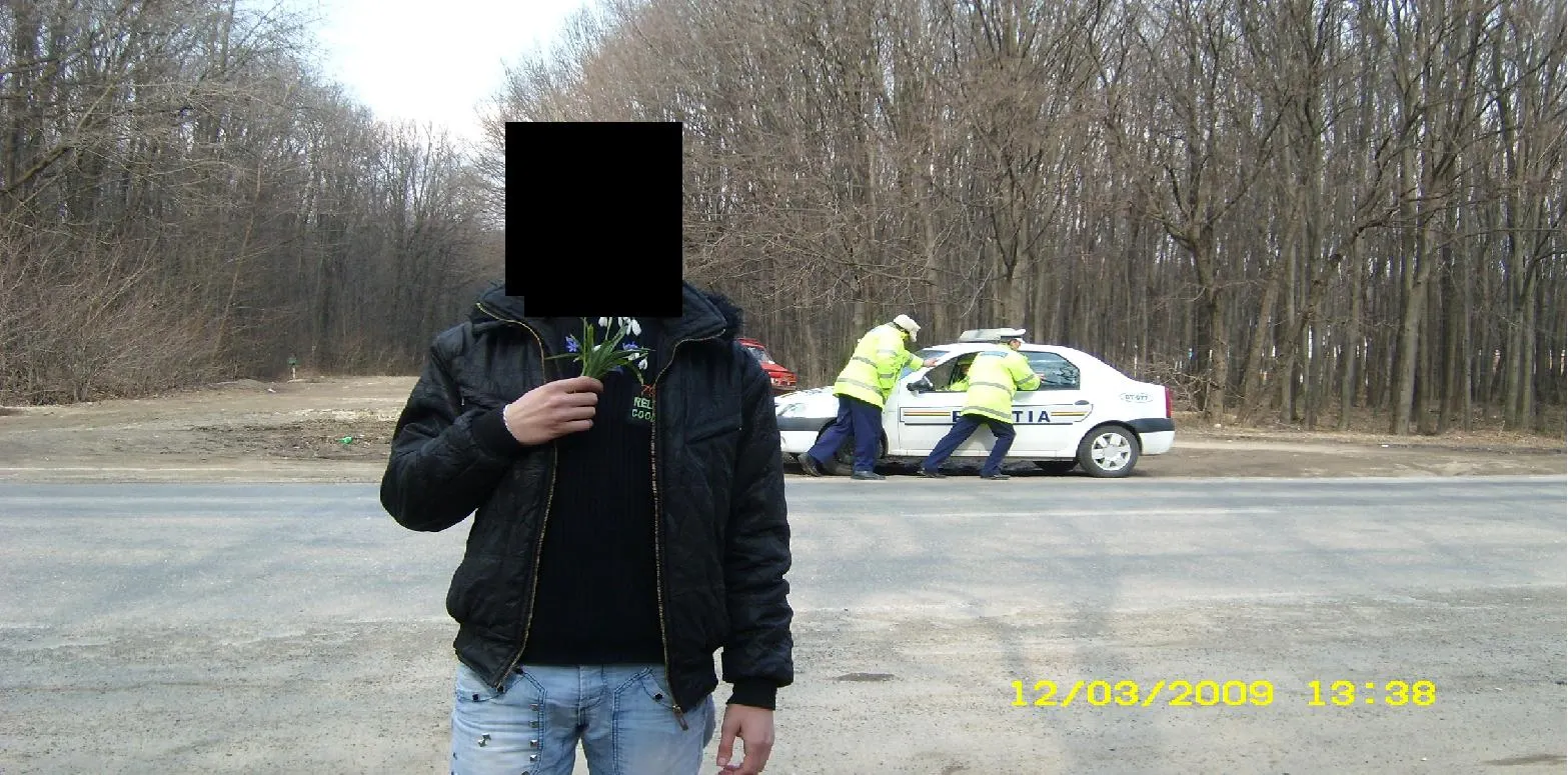 La cules de ghiocei, cu poliţia printre ei