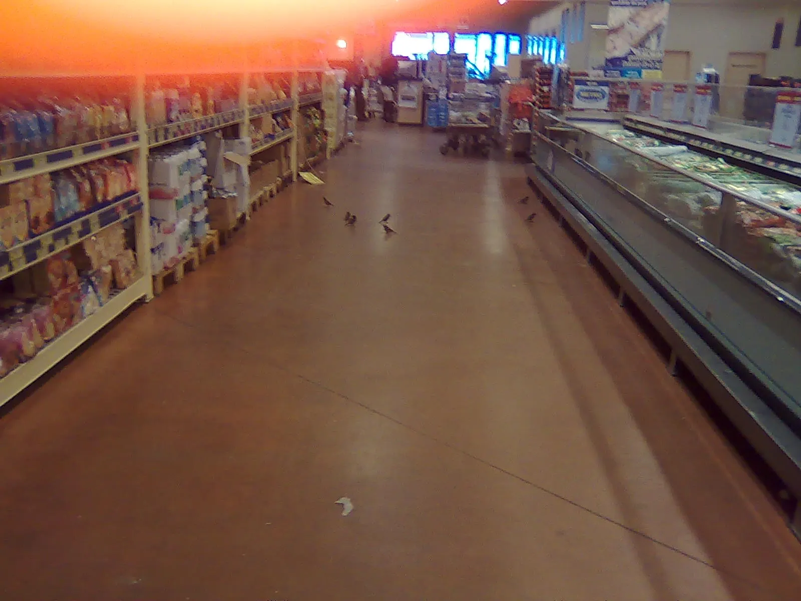Stol de vrăbii într-un centru comercial din Braşov