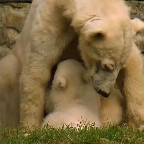 O grădină zoologică din Olanda se laudă cu doi pui de urs polar gemeni