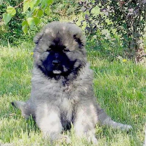 Concurs de frumuseţe canină, pentru ciobăneşti, la Bran
