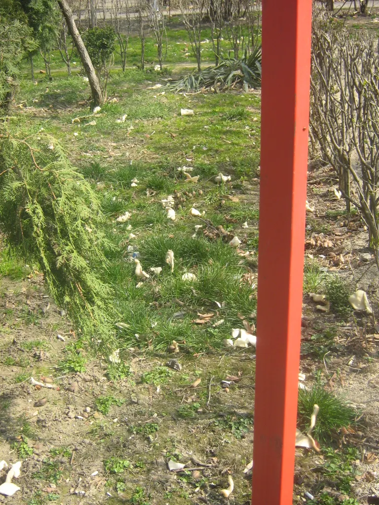 O grădină de lângă un părculeţ pentru copii este plină de gunoaie