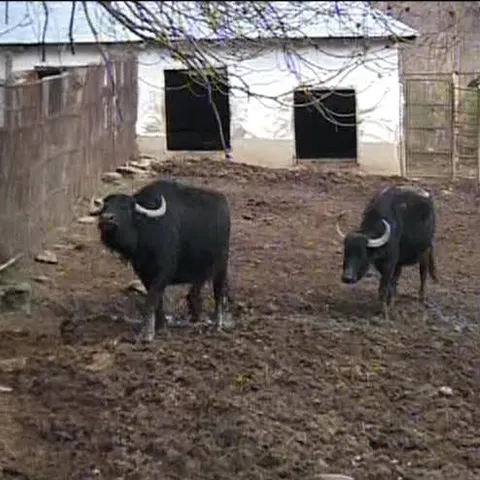 Grădina Zoologică din Bârlad scoate la licitaţie şapte bivoli 