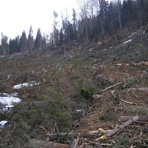 Pe Valea Cărpăreţului din Sibiu se defrişează păduri întregi 