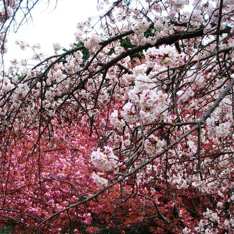 Primăvara şi-a intrat în drepturi, de vineri. Meteorologii promit zile tot mai frumoase şi calde