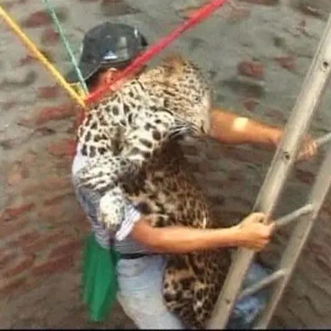 Un leopard a fost salvat după ce a căzut într-o fântână adâncă