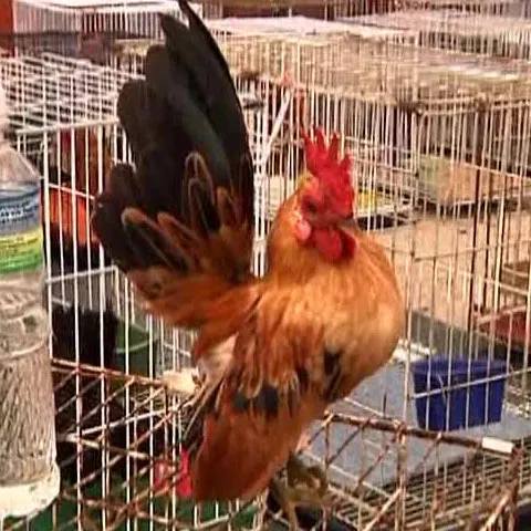 La Kuala Lumpur a avut loc o expoziţie de găini pitice