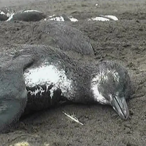 1.500 de pinguini au fost găsiţi morţi pe o plajă din Chile 