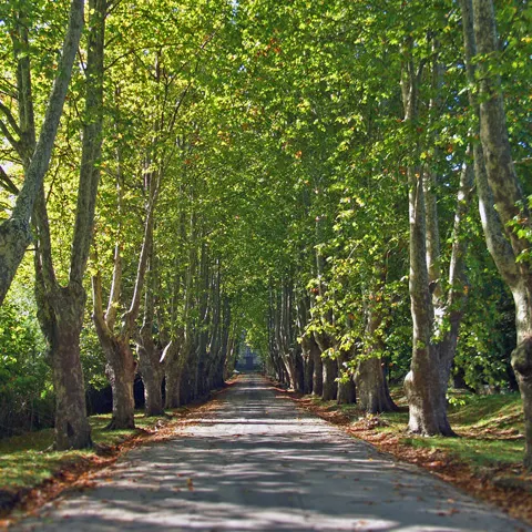 Un consilier general propune crearea unui parc de 100 de hectare în pădurea Băneasa