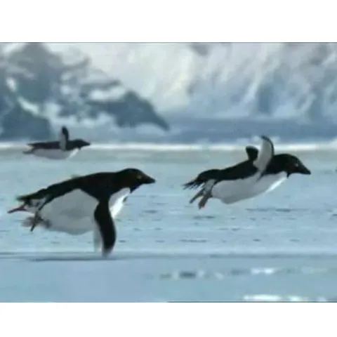 O echipă BBC a descoperit o colonie de pinguini zburători pe Insula King George - VIDEO